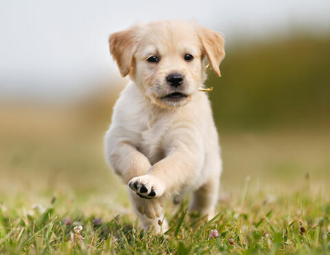 Dog running through field